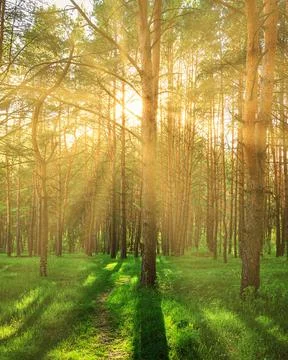 Sunset or dawn in a pine forest in spring or early summer. Stock Photos