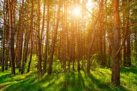 Sunset or dawn in a pine forest in spring or early summer. Stock Photos