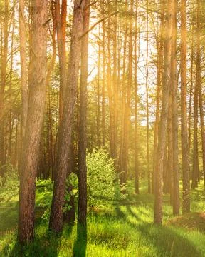 Sunset or dawn in a pine forest in spring or early summer. Stock Photos
