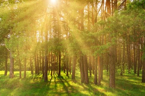 Sunset or dawn in a pine forest in spring or early summer. Stock Photos