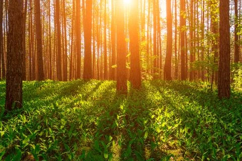 Sunset or dawn in a pine forest with lilies of the valley blooming on the g.. Stock Photos