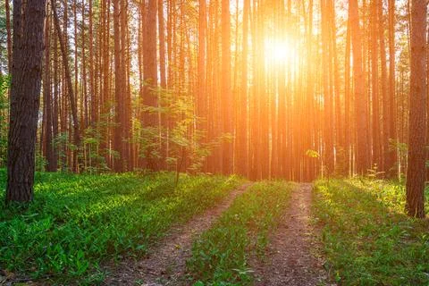 Sunset or dawn in a pine forest with lilies of the valley blooming on the g.. Stock Photos