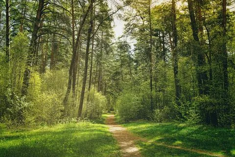 Sunset or dawn in a pine forest in spring or early summer. The sun illumina.. Stock Photos