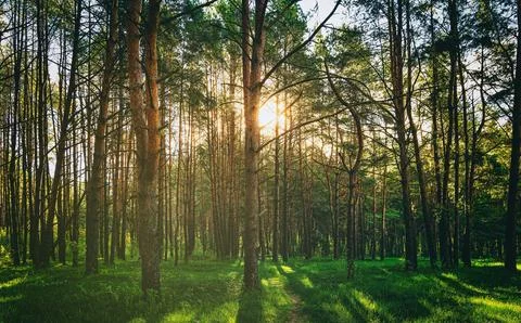 Sunset or dawn in a pine forest in spring or early summer. Stock Photos