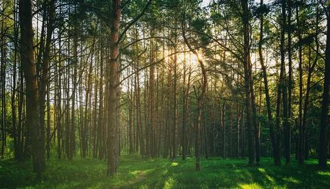 Sunset or dawn in a pine forest in spring or early summer. Stock Photos