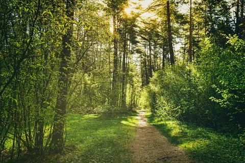Sunset or dawn in a pine forest in spring or early summer. The sun illumina.. Stock Photos