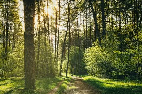 Sunset or dawn in a pine forest in spring or early summer. The sun illumina.. Stock Photos