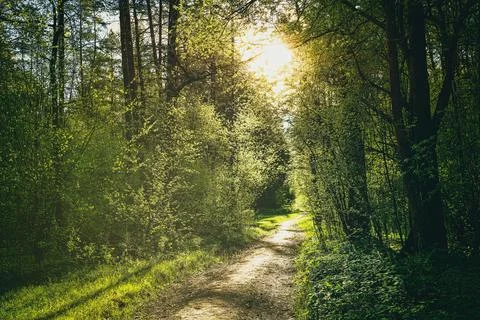 Sunset or dawn in a pine forest in spring or early summer. The sun illumina.. Stock Photos