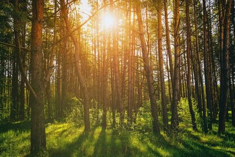 Sunset or dawn in a pine forest in spring or early summer. Stock Photos