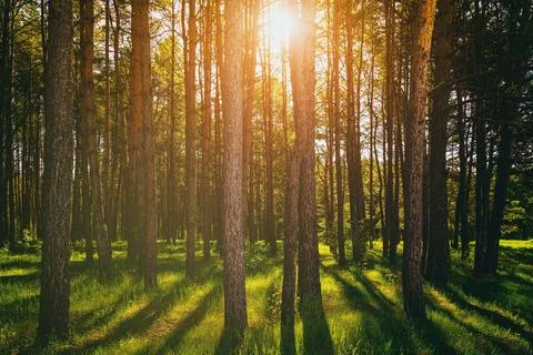 Sunset or dawn in a pine forest in spring or early summer. Stock Photos