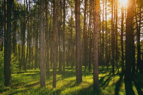 Sunset or dawn in a pine forest in spring or early summer. Stock Photos
