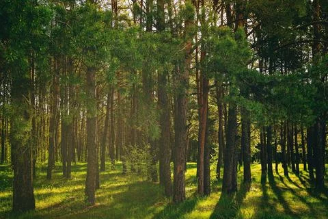 Sunset or dawn in a pine forest in spring or early summer. Stock Photos