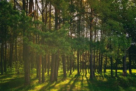 Sunset or dawn in a pine forest in spring or early summer. Stock Photos