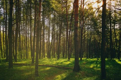 Sunset or dawn in a pine forest in spring or early summer. Stock Photos