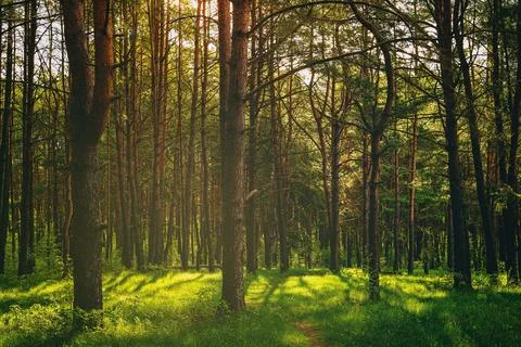Sunset or dawn in a pine forest in spring or early summer. Stock Photos