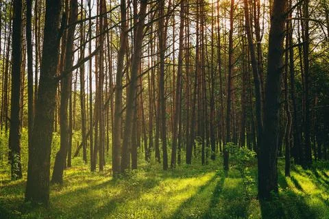 Sunset or dawn in a pine forest in spring or early summer. Stock Photos