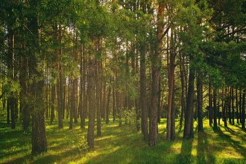 Sunset or dawn in a pine forest in spring or early summer. Stock Photos