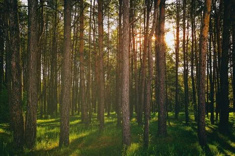 Sunset or dawn in a pine forest in spring or early summer. Stock Photos