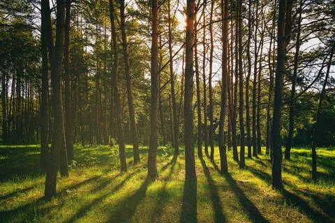 Sunset or dawn in a pine forest in spring or early summer. Stock Photos