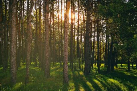 Sunset or dawn in a pine forest in spring or early summer. Stock Photos
