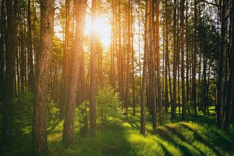 Sunset or dawn in a pine forest in spring or early summer. Stock Photos