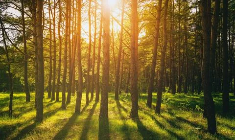 Sunset or dawn in a pine forest in spring or early summer. Stock Photos