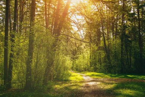 Sunset or dawn in a pine forest in spring or early summer. The sun among th.. Stock Photos