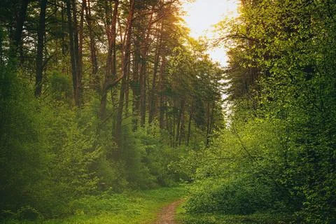 Sunset or dawn in a pine forest in spring or early summer. The sun among th.. Stock Photos