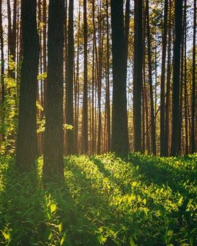 Sunset or dawn in a pine forest in spring or early summer. The sun among th.. Stock Photos