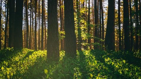 Sunset or dawn in a pine forest in spring or early summer. The sun among th.. Stock Photos