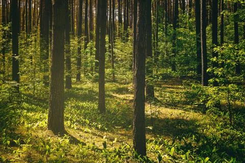 Sunset or dawn in a pine forest in spring or early summer. The sun among th.. Stock Photos