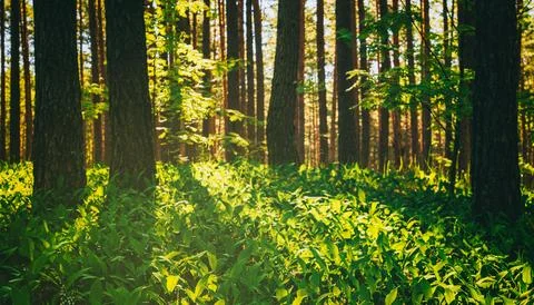 Sunset or dawn in a pine forest in spring or early summer. The sun among th.. Stock Photos