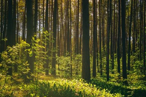 Sunset or dawn in a pine forest with lilies of the valley. The sun among th.. Stock Photos