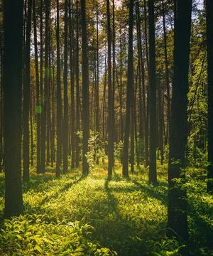 Sunset or dawn in a pine forest in spring or early summer. The sun among th.. Stock Photos