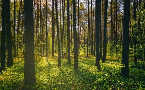Sunset or dawn in a pine forest with lilies of the valley. The sun among th.. Stock Photos