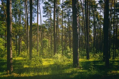 Sunset or dawn in a pine forest in spring or early summer. Stock Photos