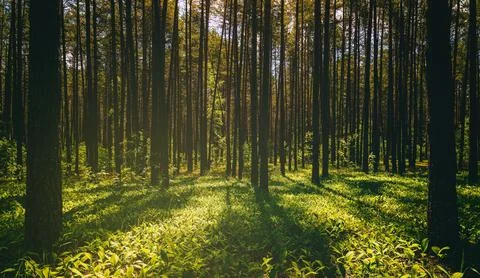 Sunset or dawn in a pine forest in spring or early summer. The sun among th.. Stock Photos