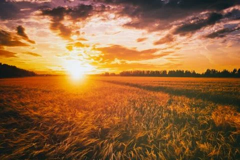 Sunset or dawn in a rye or wheat field with a dramatic cloudy sky during su.. Stock Photos