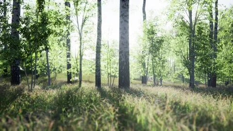Sunset or dawn in a spring birch forest with bright young foliage Stock Illustration