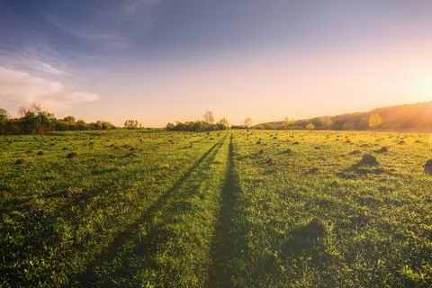 Sunset or dawn in a spring field with green grass. Stock Photos