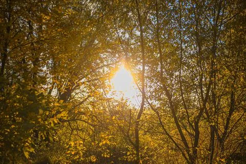 Sunset or dawn through the trees in autumn Stock Photos