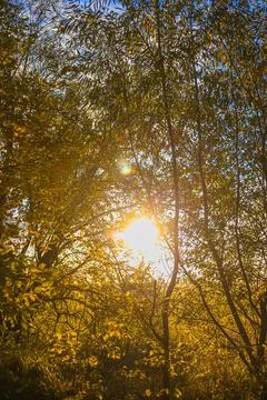 Sunset or dawn through the trees in autumn Fotos de archivo