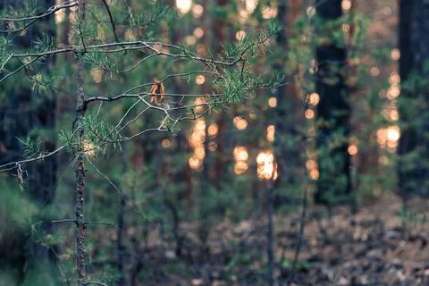 Sunset or sunrise in the autumn pine forest. Sunbeams shining through the haz Stock Photos