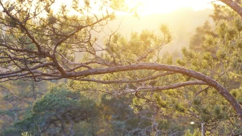 Sunset or sunrise in a pine forest Stock Footage 303781562