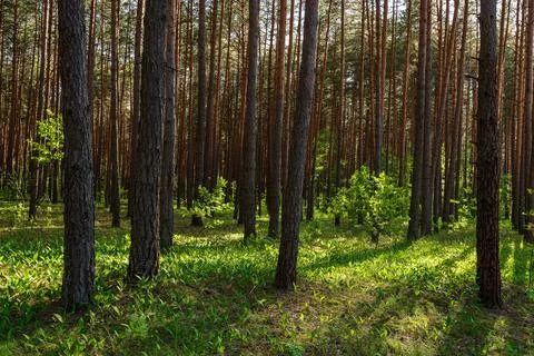 Sunset or sunrise in a pine forest with lilies of the valley blooming on th.. Stock Photos