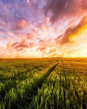 Sunset or sunrise in a rye or wheat agricultural field in summer. Stock Photos