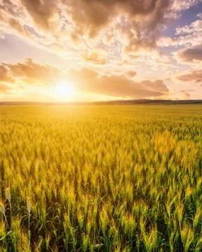 Sunset or sunrise in a rye or wheat agricultural field in summer. Stock Photos