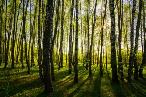 Sunset or sunrise in a spring birch forest with bright young foliage glowin.. Stock Photos