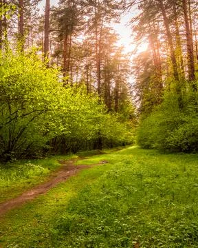 Sunset or sunrise in a spring pine forest 写真素材