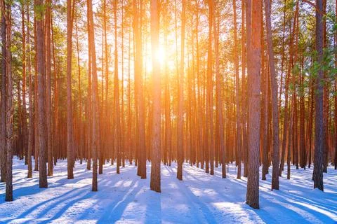 Sunset or sunrise in the spring pine forest covered with a snow. Sunbeams shi Stock Photos